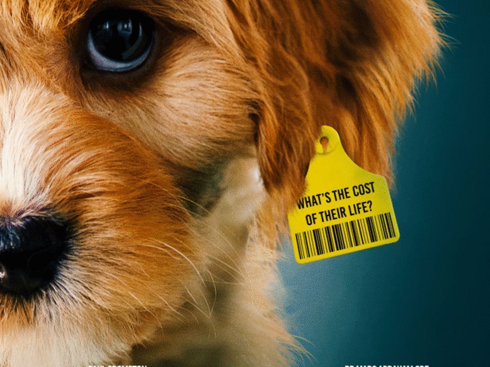 Ukázka z webu DOG$PIRACY